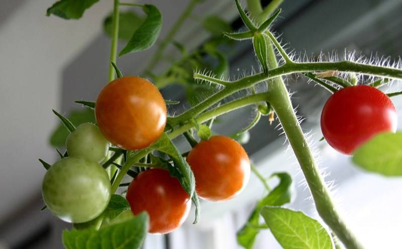 Как вырастить помидоры на подоконнике и какие виды подходят