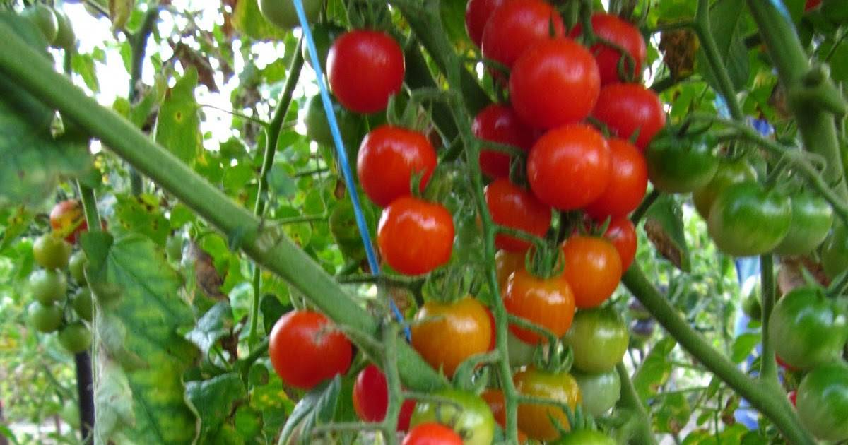 Кистевые томаты: сорта и их характеристики