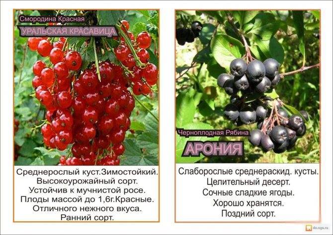 Смородина селечинская -2 и добрыня. сравнение.: дневник пользователя redsakura
