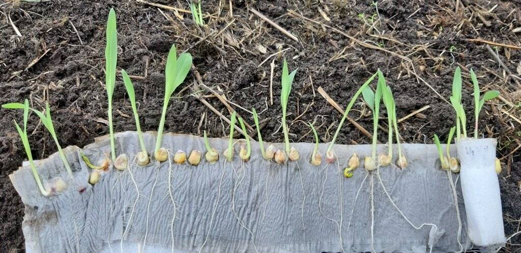 Посадка кукурузы и выращивание больших и ранних початков!
