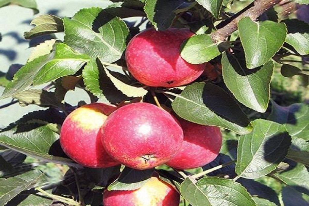 Описание и выращивание сорта яблони боровинка