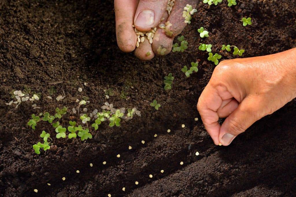 Технология выращивания и ухода за кориандром под зиму в открытом грунте, как и когда сеять