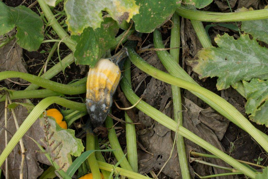 Хотите богатый урожай кабачков — правильно ухаживайте за ними в конце лета