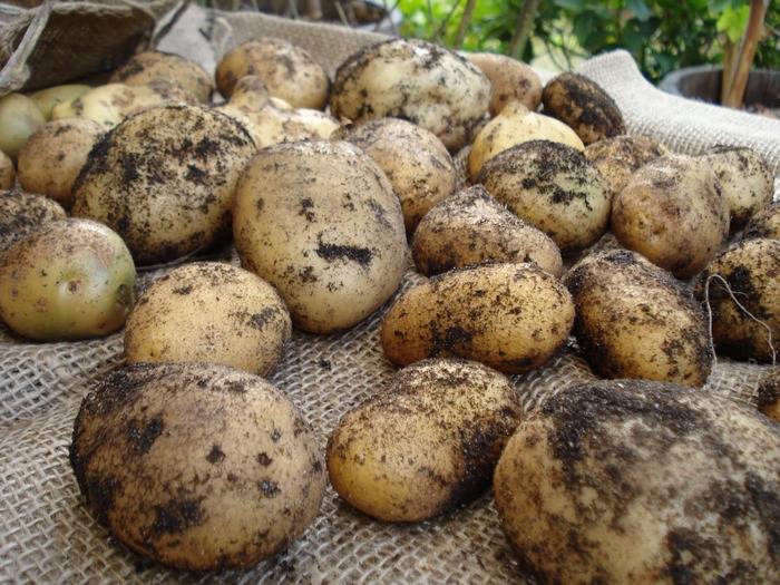 Когда копать картошку: сроки уборки урожая картофеля на хранение