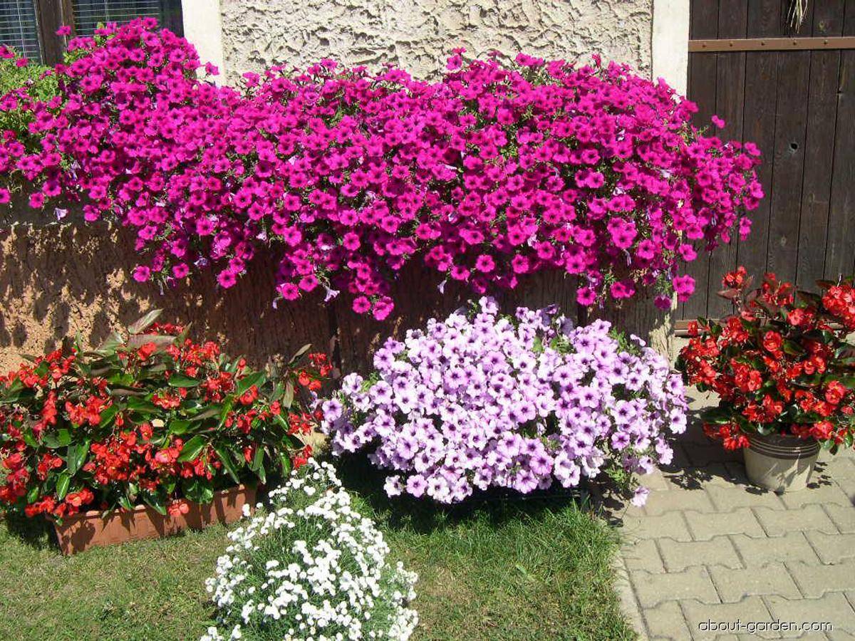 Каскад очаровательных цветов — петуния ампельная. агротехника и особенности выращивания культуры