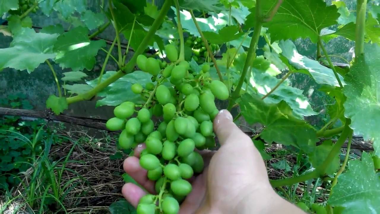 Описание сорта винограда надежда азос