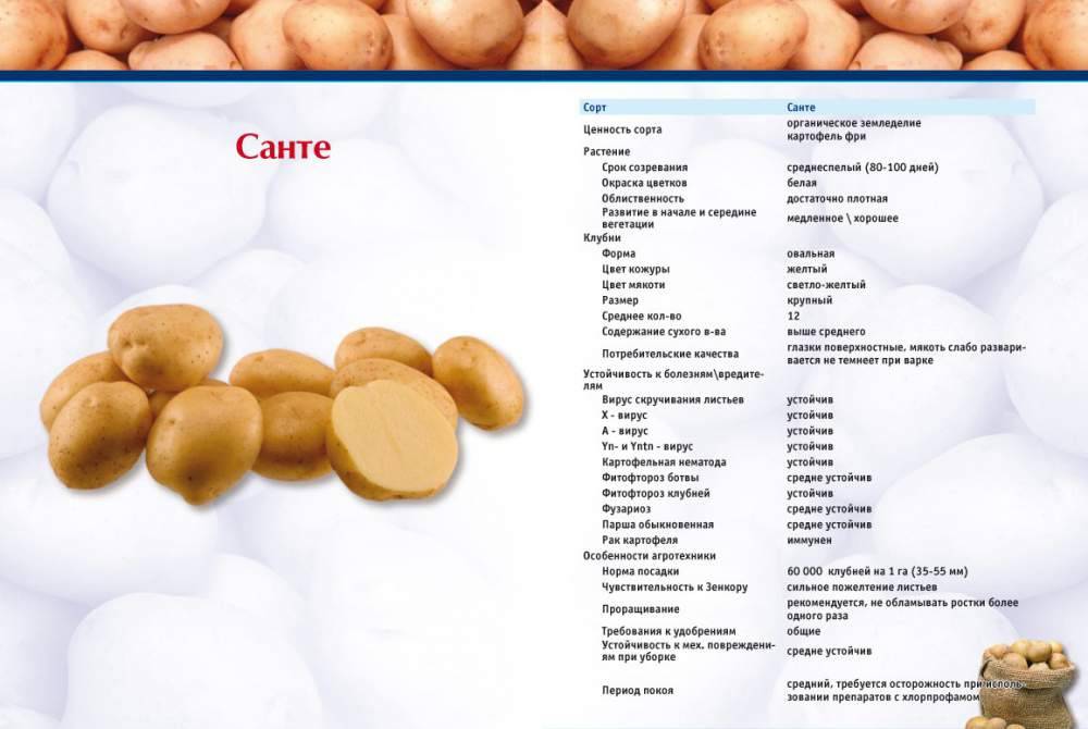 Картофель санте: описание и характеристика сорта, вкусовые качества, особенности выращивания и ухода, фото