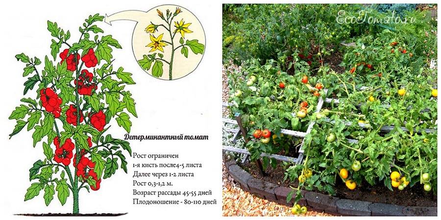 Штамбовые сорта томатов: особенности вида и 9 лучших сортов