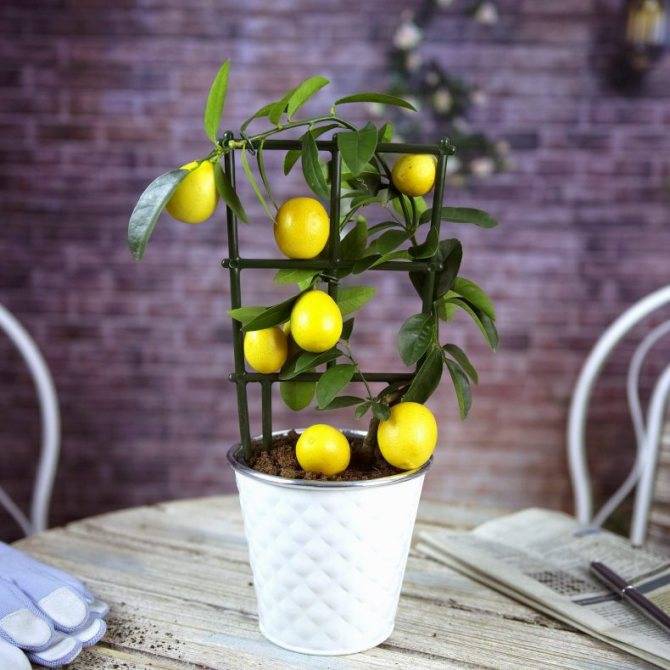 Чем подкармливать лимон в домашних условиях и когда вносить удобрения?