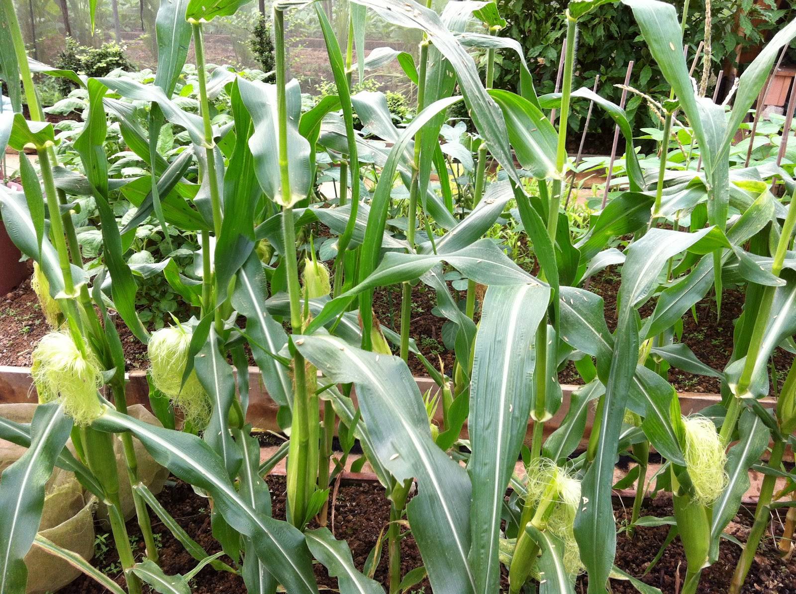Кукуруза — царица полей на даче. выращивание, посадка и уход в открытом грунте — ботаничка