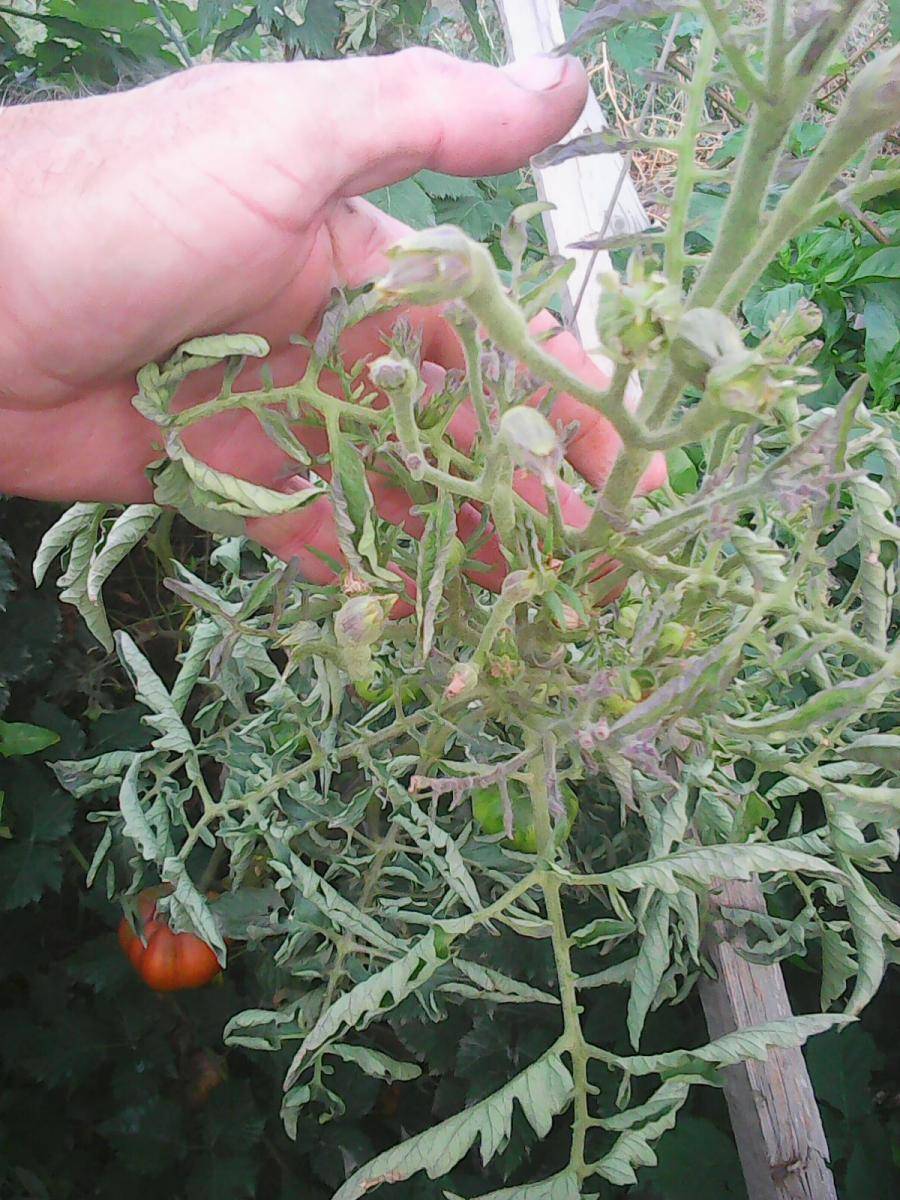 Столбур (фитоплазмоз) томатов: фото, меры борьбы. столбур - серьезная болезнь томата, о которой многие дачники, даже не знают.