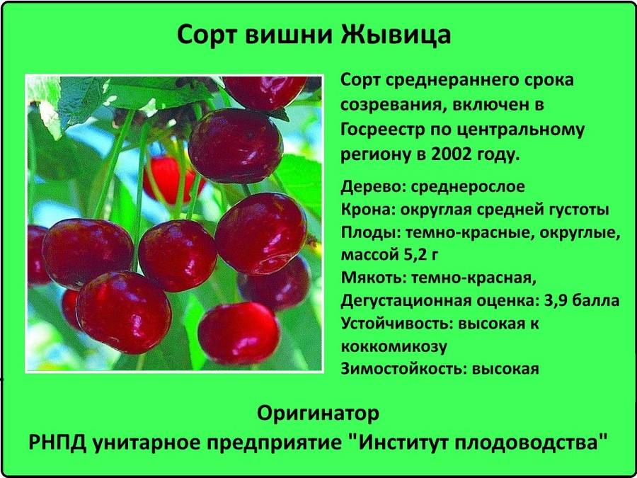 Неприхотливая тамарис: особенности выращивания компактной вишни с крупными сладкими плодами
