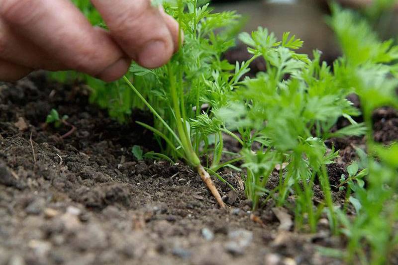 Проредить морковь на грядке в открытом грунте: как правильно прореживать и прореживание