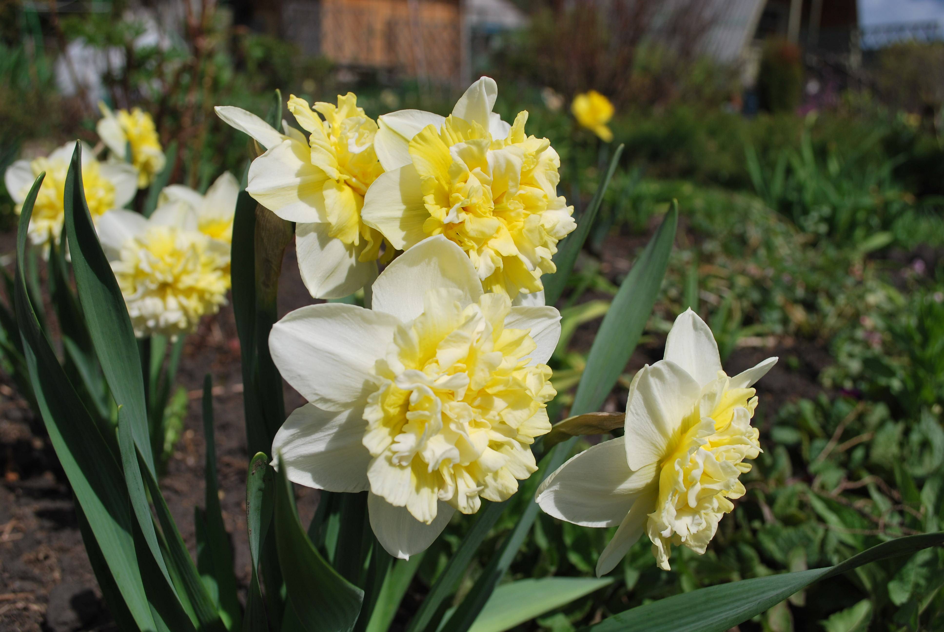 Нарциссы (100 фото): почему не цветет в саду, когда сажают луковицы, выращивание из семян, хранение и классификация нарциссов