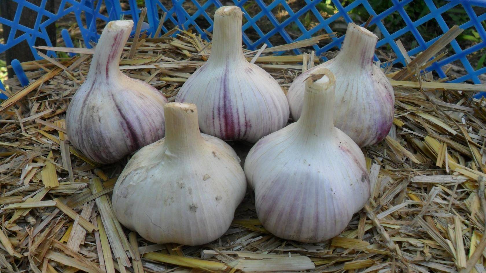 Описание сорта озимого чеснока грибовский, особенности выращивание и уход