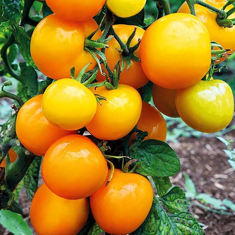 Томат абрикос f1: отзывы, фото, урожайность, выращивание, описание и характеристики