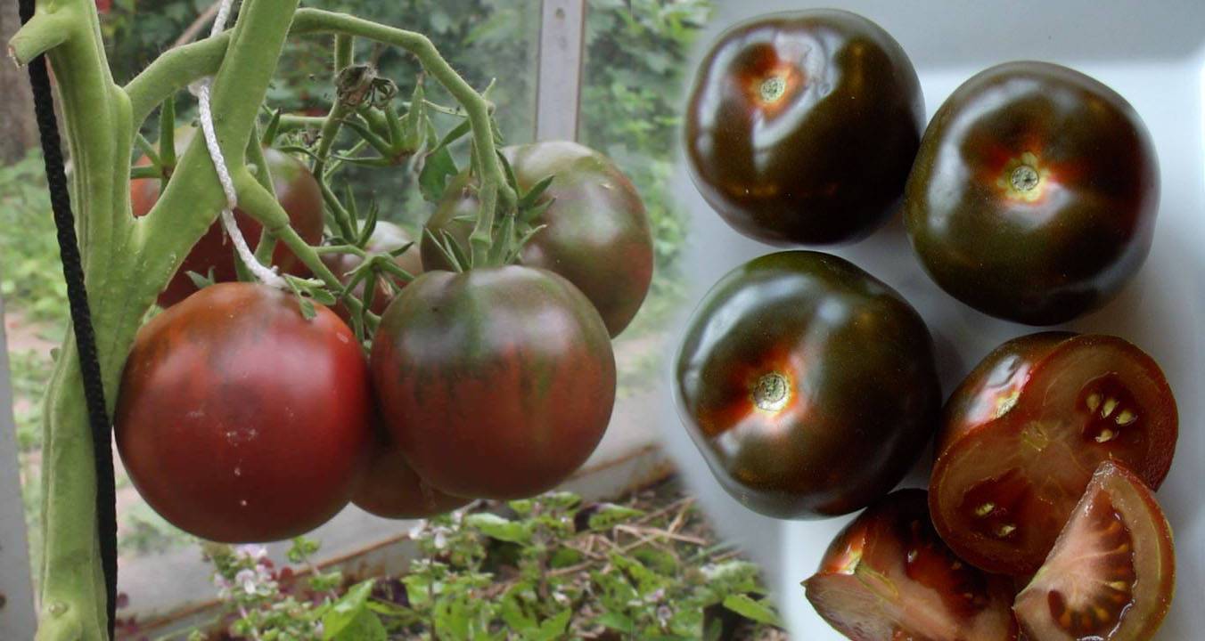 Ранние помидоры для теплиц из поликарбоната. лучшие сорта
