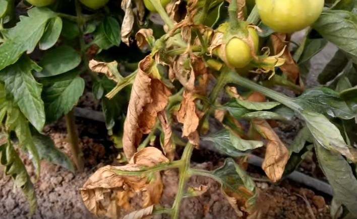 Болезни томатов и как от них избавится