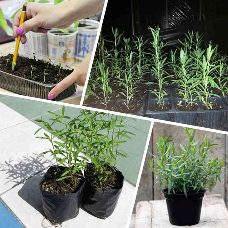 Тархун выращивание растения: все этапы выращивания эстрагона из семян, выбор сортов, подготовка, посадка, уход