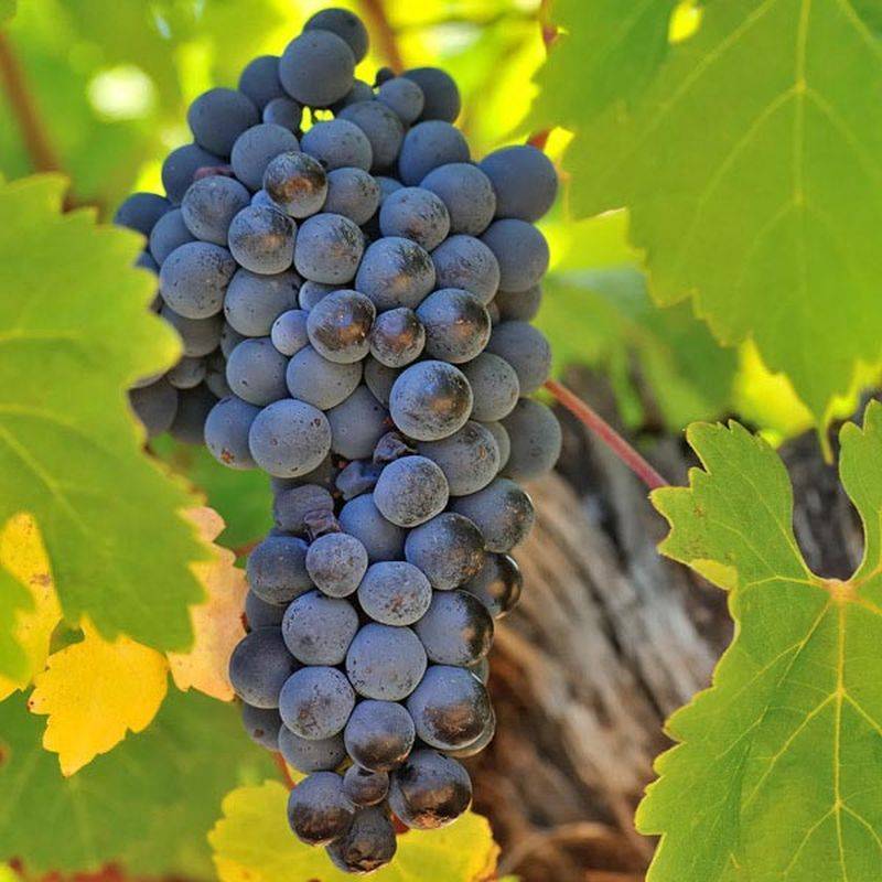 Каберне мичуринский виноград описание сорта фото