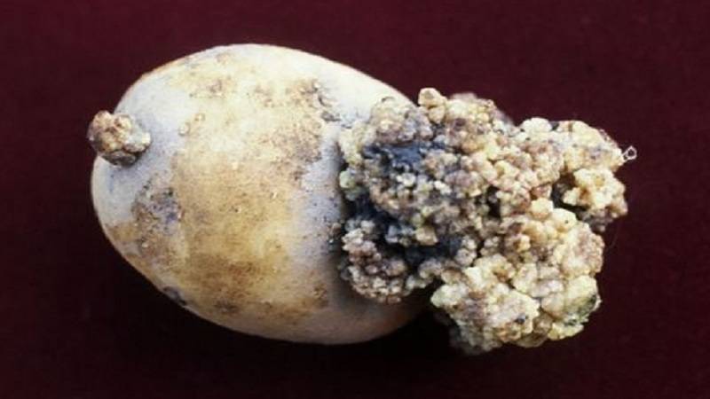 Рак картофеля: описание и методы борьбы с болезнью, можно ли есть больной картофель, фото, видео
