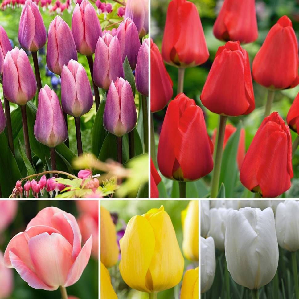 Ботанические тюльпаны: фото разновидностей, выращивание и применение