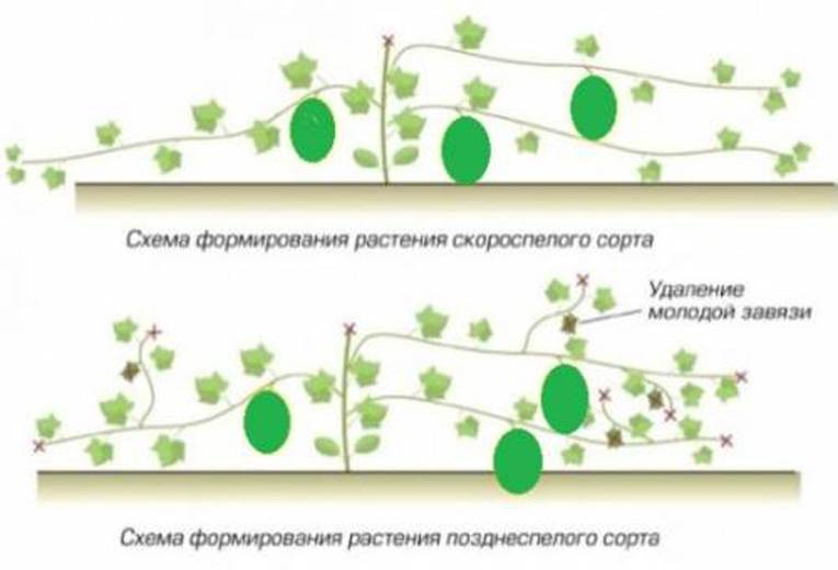 Выращивание дыни в теплице: посадка и уход, схемы