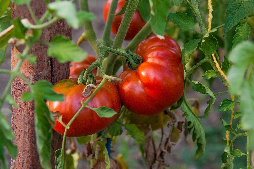 Томат гордость сибири: отзывы, фото, характеристика и описание, урожайность сорта