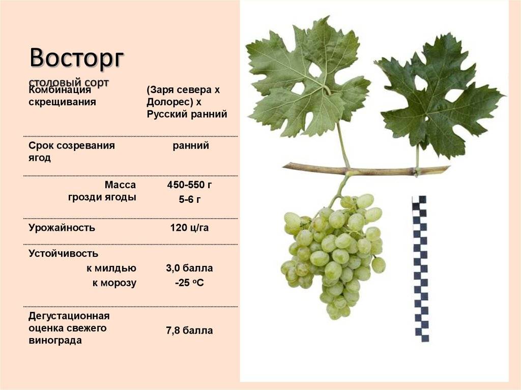 Сорт винограда шардоне: описание и характеристики, выращивание с фото