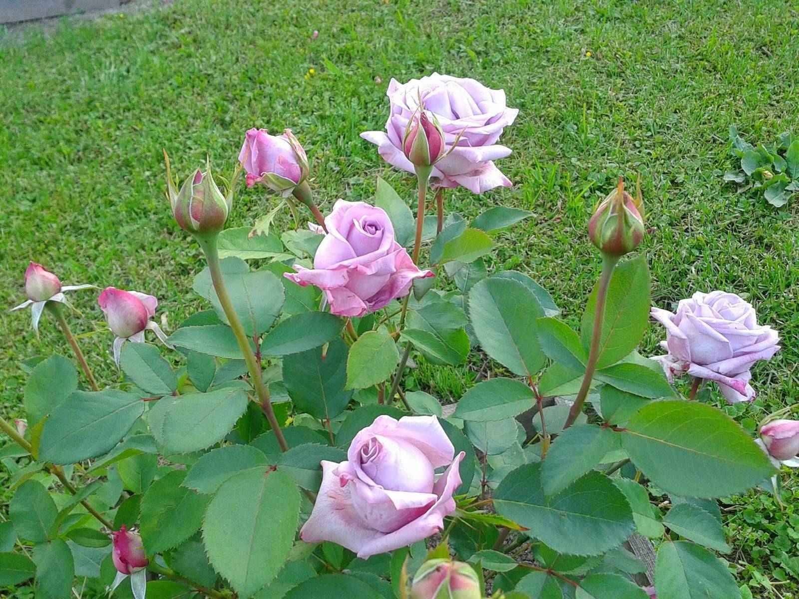 Чайно-гибридные розы: виды, уход и посадка в открытом грунте - квартира, дом, дача - 1 июля - 43520288805 - медиаплатформа миртесен