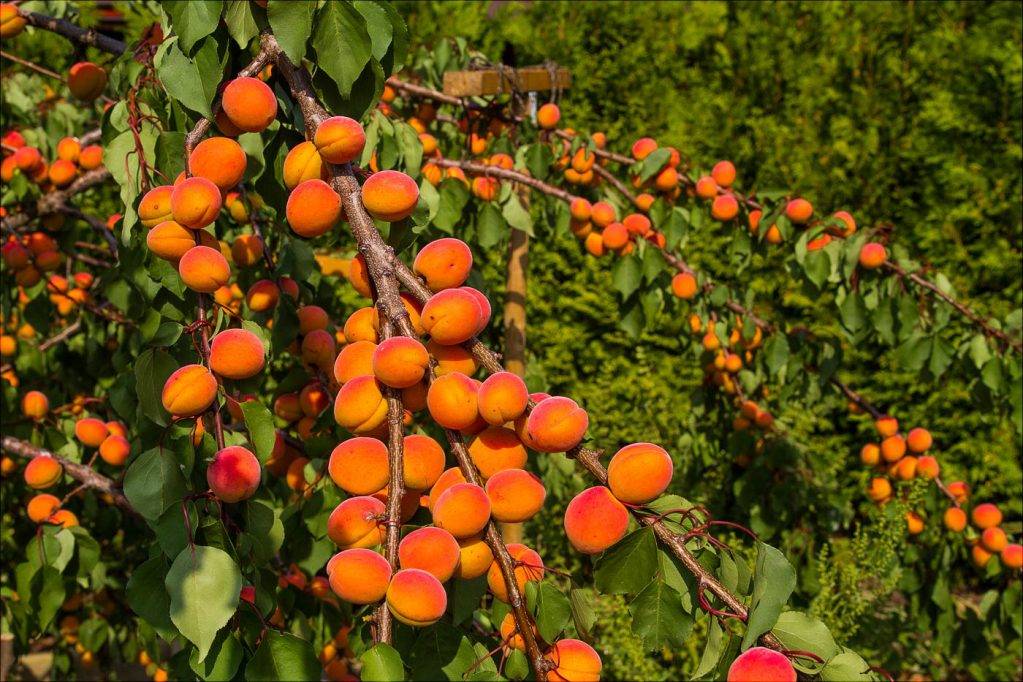Как вырастить абрикос в средней полосе россии