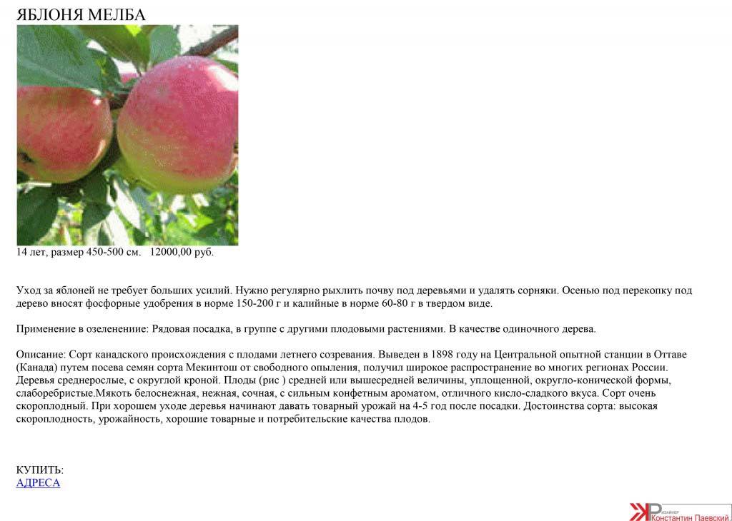 Яблоня конфетное: фото, описание, уход, отзывы