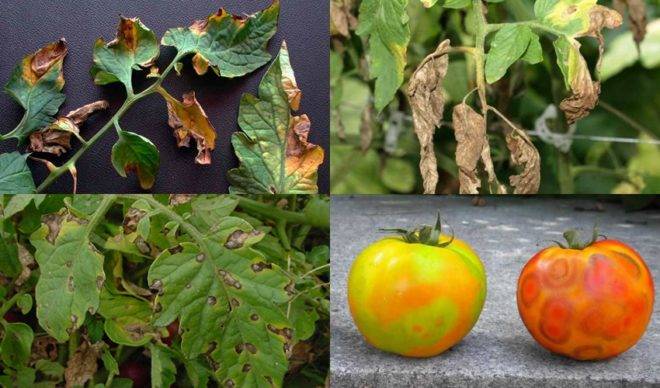 Лечение фузариозного увядания томатов препаратами и народными средствами