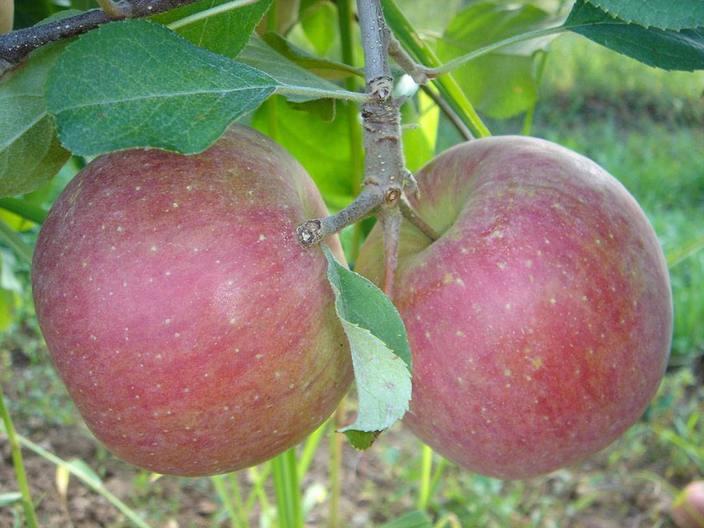 Яблоня фуджи фото и подробная характеристика. сбор и хранение урожая