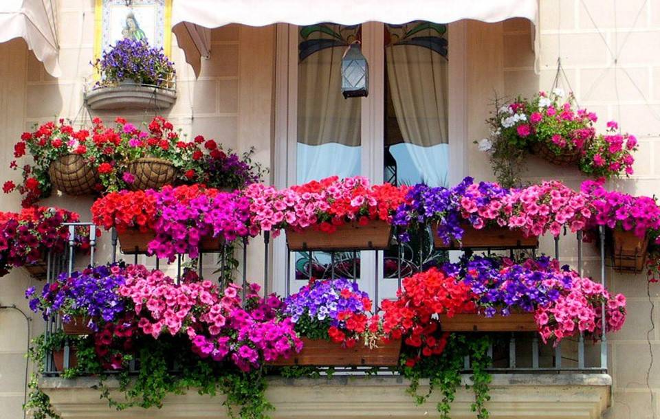 Выращивание красивых петуний на балконе - пример
