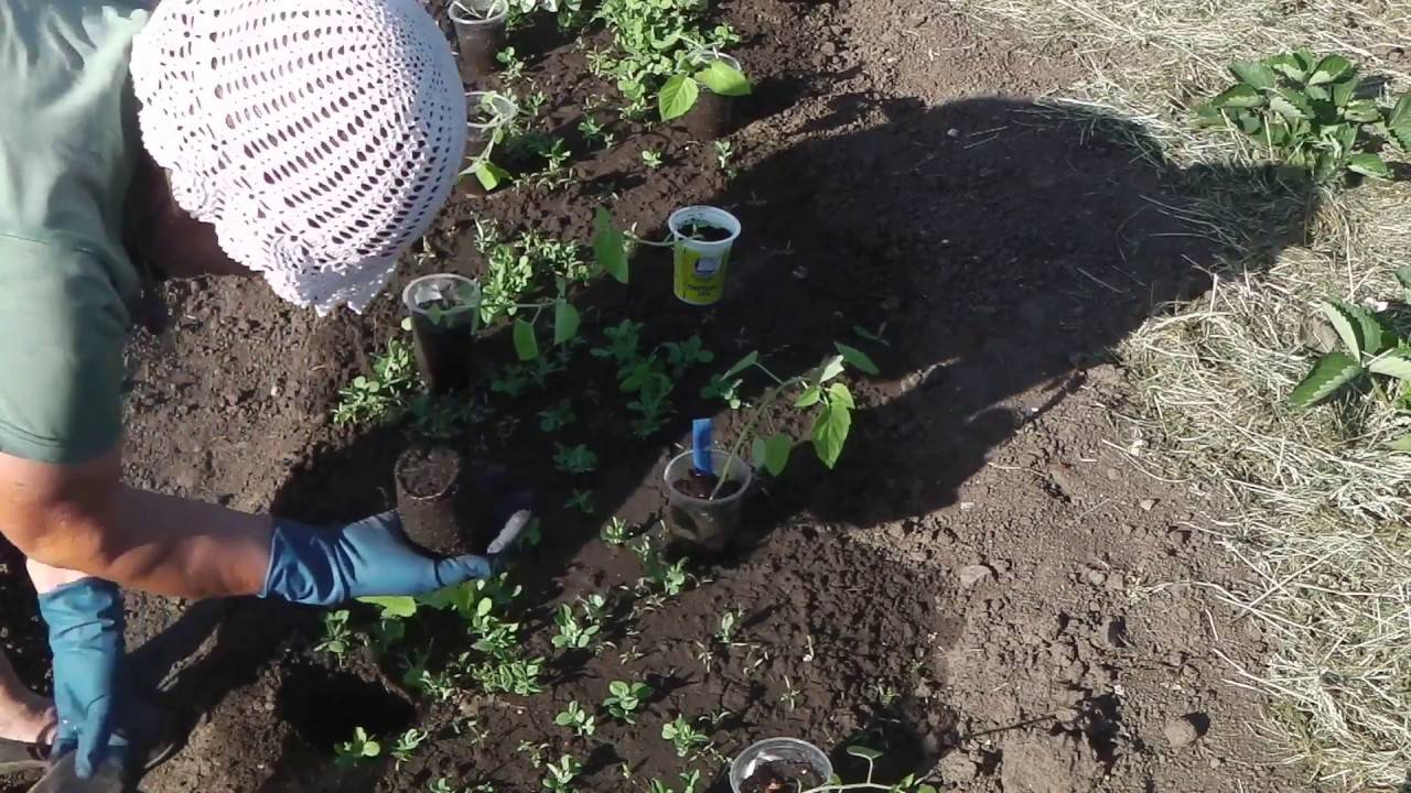 Выращивание физалиса и уход за ним — полная инструкция для садовода