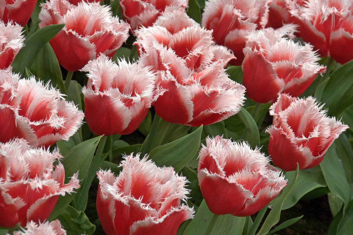 Август - самое время выбирать, какие сорта тюльпанов у вас будут цвести весной