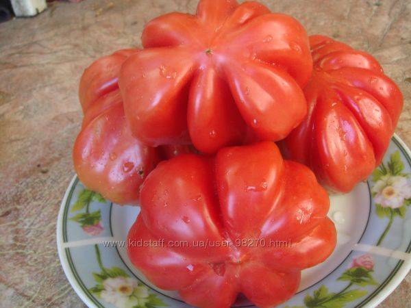 Продуктивный сорт с особенным вкусом — томат сладкий пончик: отзывы об урожайности, описание помидоров