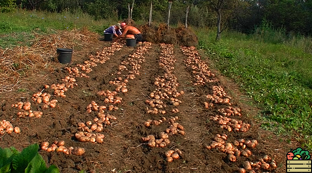 Выращивание картофеля по голландской технологии – советы агрономов