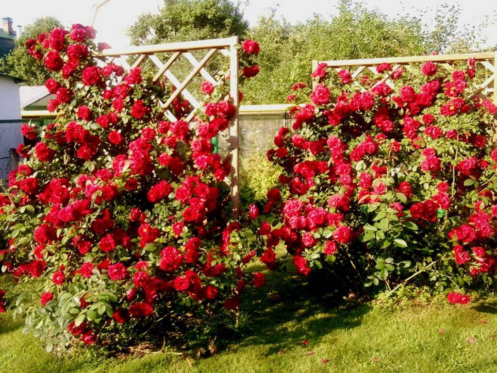 Плетистые розы: посадка и уход в открытом грунте для новичков, лучшие зимостойкие сорта с фото
