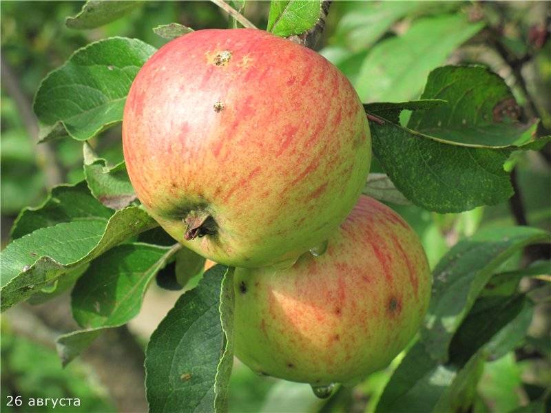 Высокоурожайный и неприхотливый сорт яблонь куйбышевский - ваш сад