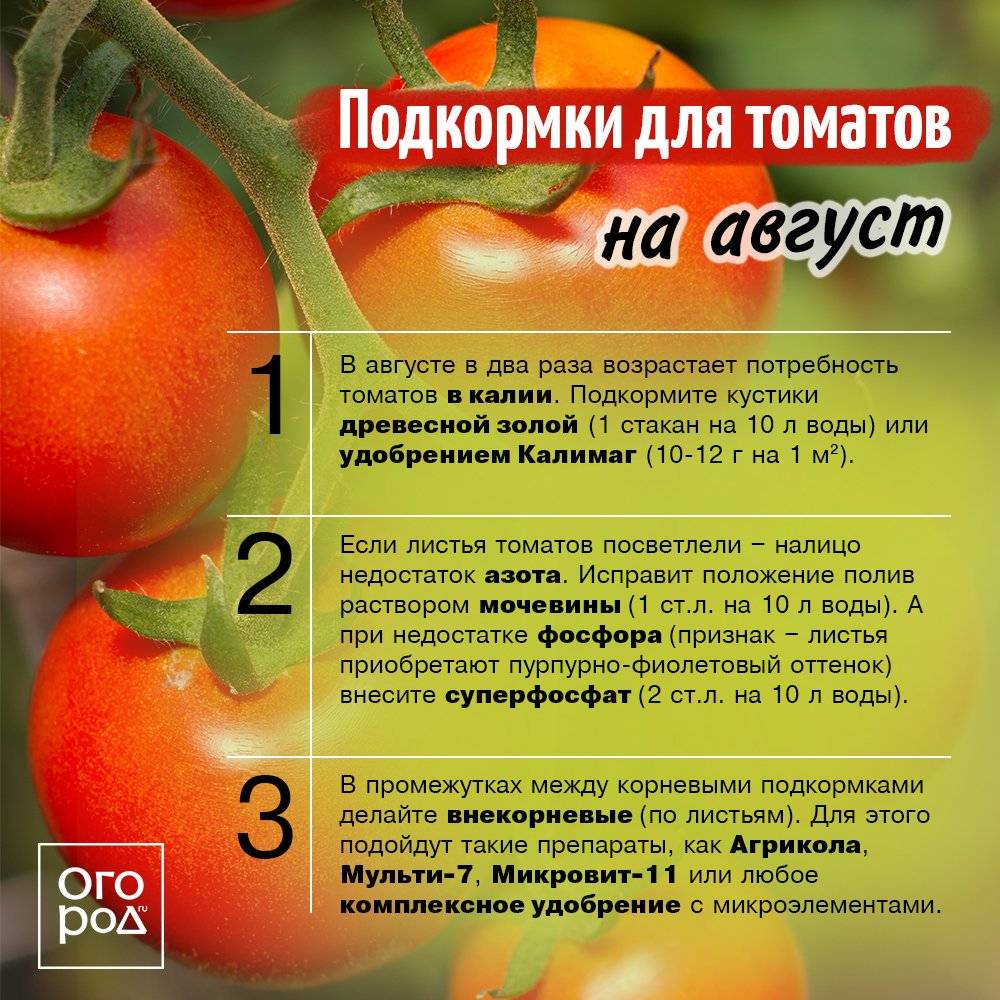 Чем подкормить рассаду помидоров