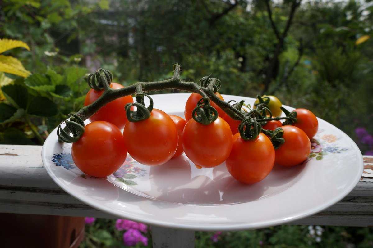 5 сортов фруктовых томатов черри — самых сладких и ярких. описание, фото — ботаничка