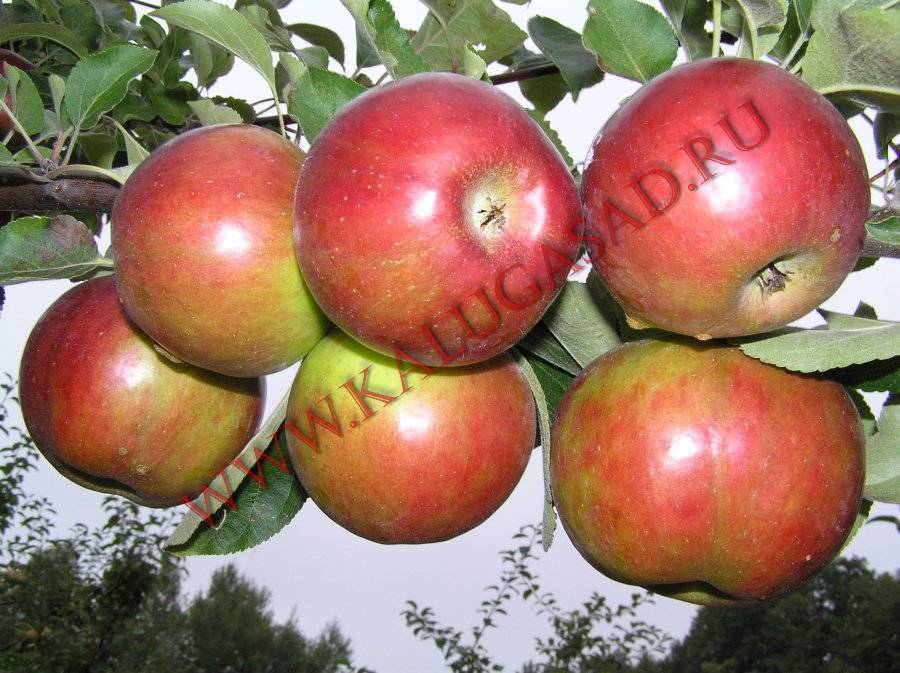 Яблоня коваленковское: описание сорта, выращивание и размножение, отзывы