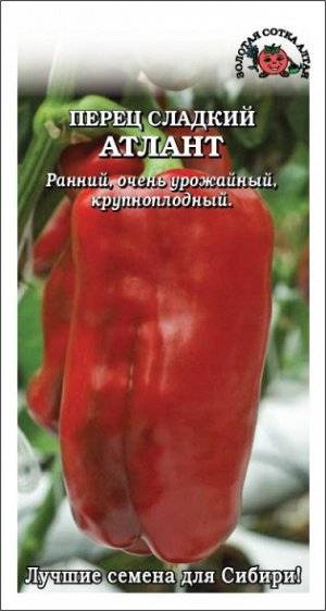 Подробное описание болгарского перца сорта атлант