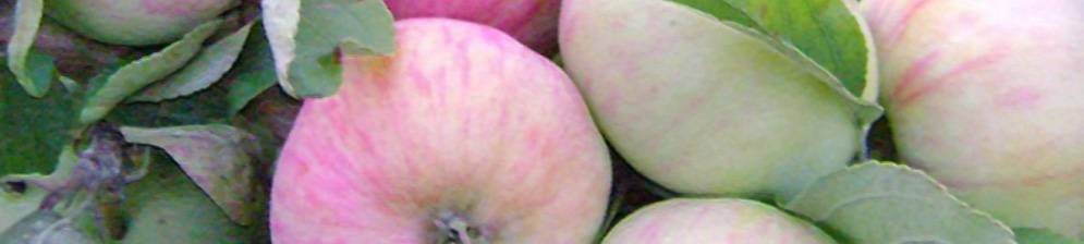 Сорт яблок – грушовка. подробная характеристика и фото плодов, а также практические рекомендации садоводам