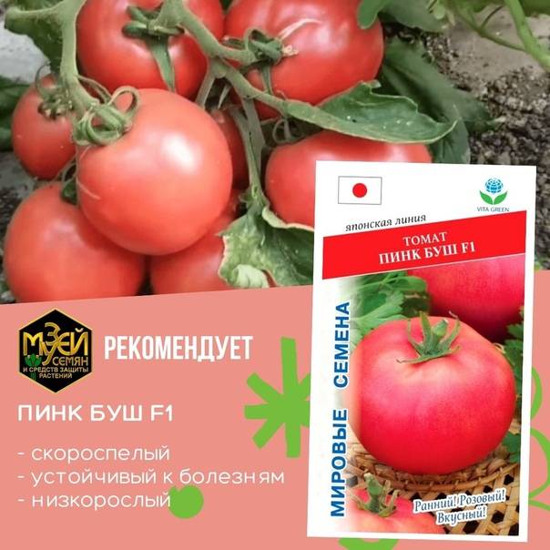 Томат пинк буш f1: отзывы, фото куста, секреты выращивания этого сорта помидоров от опытных огородников