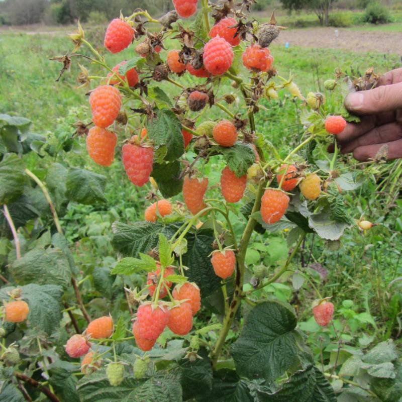 Малина оранжевое чудо: описание и фото сорта, особенности посадки и ухода за ремонтантной ягодой, а также отзывы садоводов о выращивании сорта
