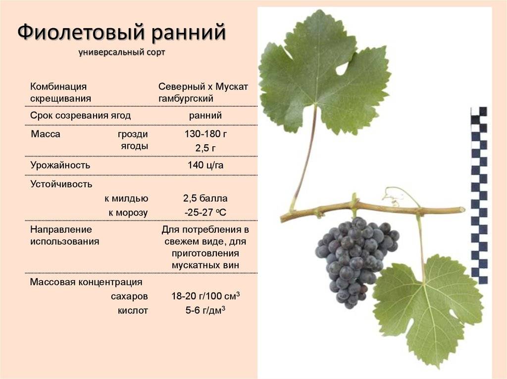 Универсальный сорт винограда «лидия»