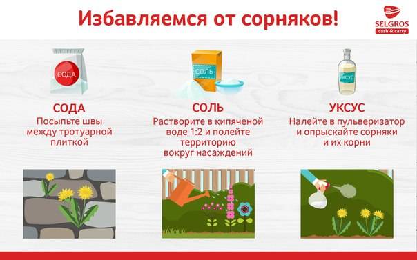 Сода от сорняков на огороде и в саду, отзывы | soda-soda.ru